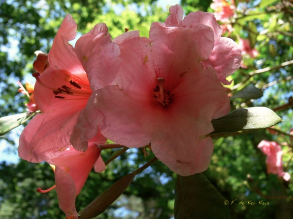 Bois des Moutiers (109) Juin 2012